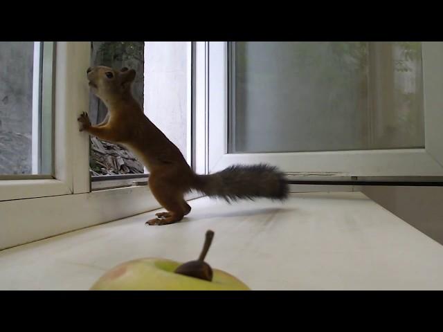 squirrel in the office