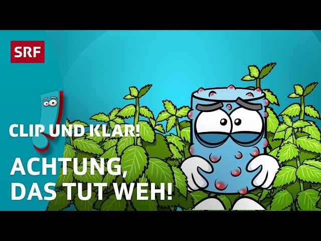 Clip und klar! – Warum brennen Brennnesseln? | Kindervideos | SRF Kids