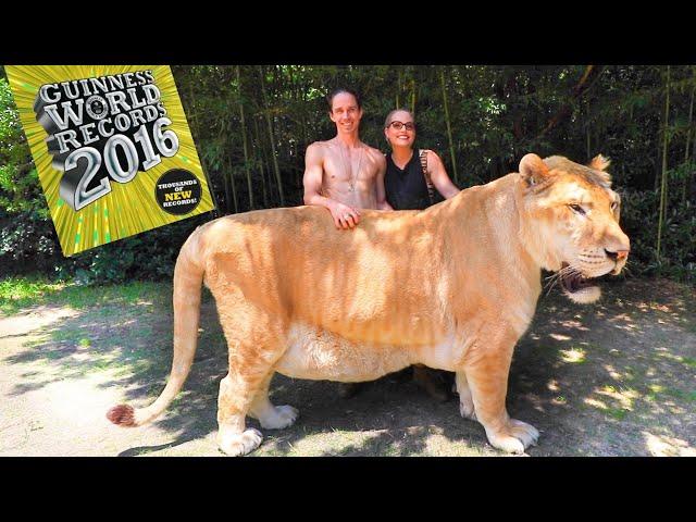 WORLDS LARGEST BIG CAT