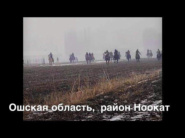 15.02.2023г. Кыргызстан,  Ошская область, район Ноокат байга  1-место араб АЛОНСО (SS Grisha-Амрита)