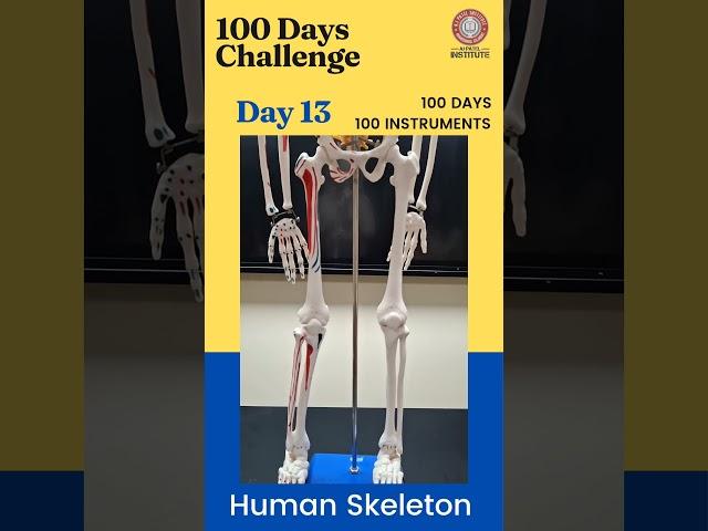 100 days 100 instruments - Day 13 Human Skeleton
