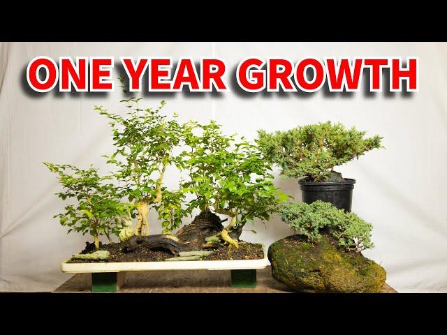 Bonsai For Beginners 10: How fast do bonsai trees grow?