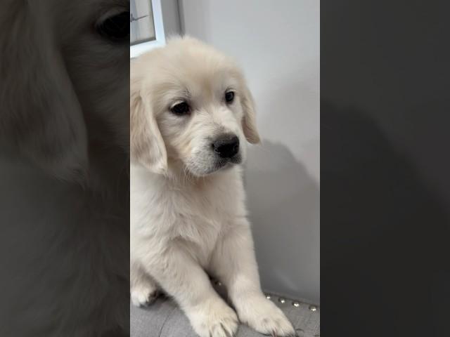 New Golden Retriever Pup