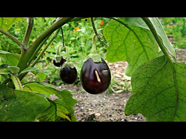 Фаршированный баклажан - турецкий рецепт
