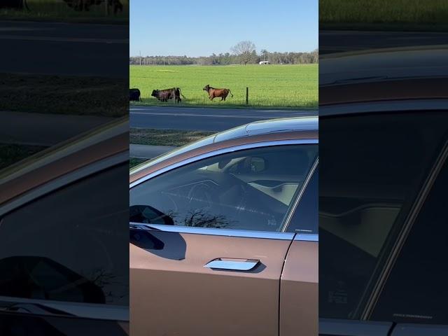 Getting in my Tesla and watching the cows go by