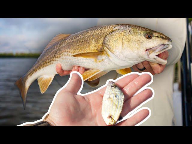 Catch Tons Of Redfish Easily Using Cut Bait - Here's How!