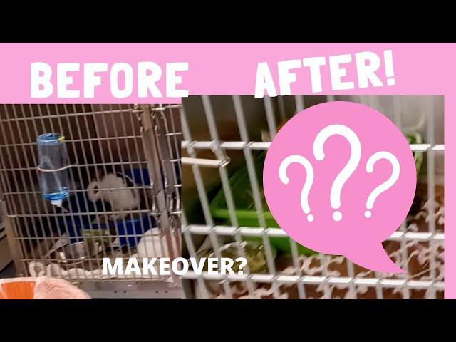 SHELTER MAKEOVER #shelterrabbits #cutebunnies #youtuberabbits