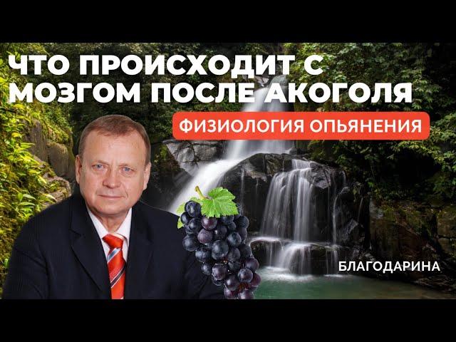 Что происходит в мозгу после употребления алкоголя? Эффект виноградной грозди. Виктор Ефимов