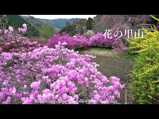 花の山里 東秩父白石 美しきミツバツツジの春景色