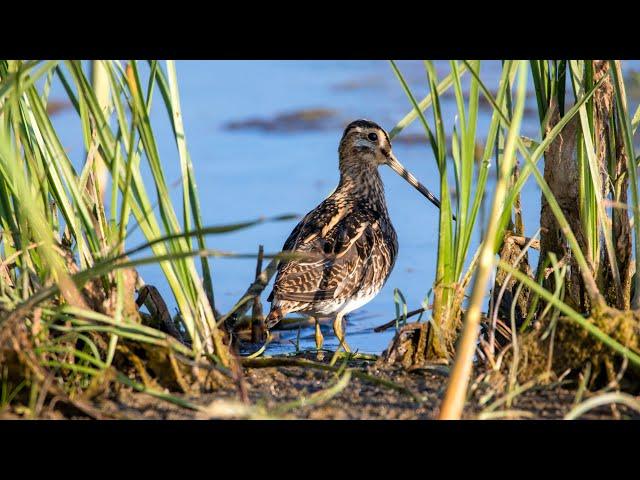 Бекас. Gallinago gallinago. Птицы Беларуси.