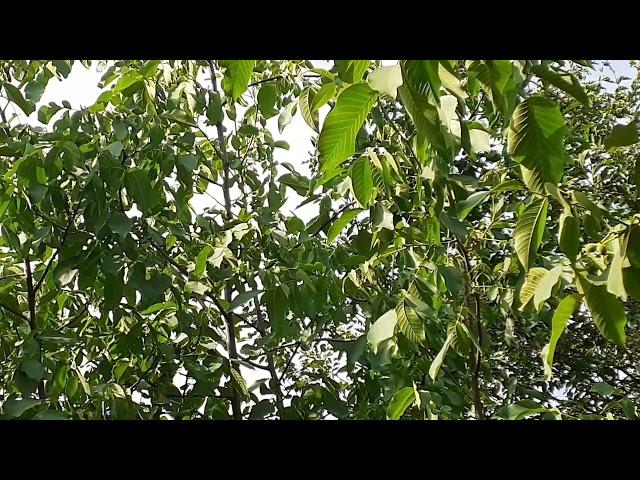 ЙОНГОК  ДАРАХТИНИ ФОЙДАЛИ ЖИХАТЛАРИ ...