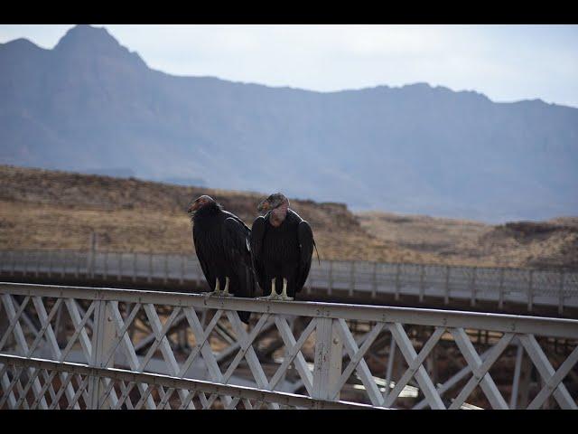 California Condors at Navajo Bridge