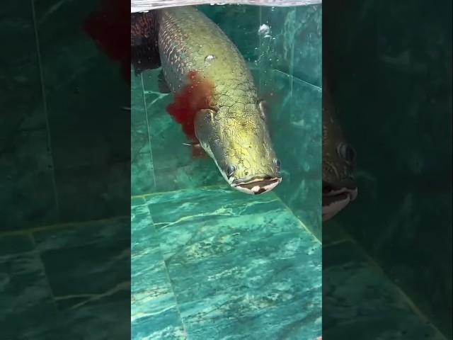 Most Expensive Monster Arapaima Monster Level Blood Attack !! @Yyd-h2c #support #fishchannel