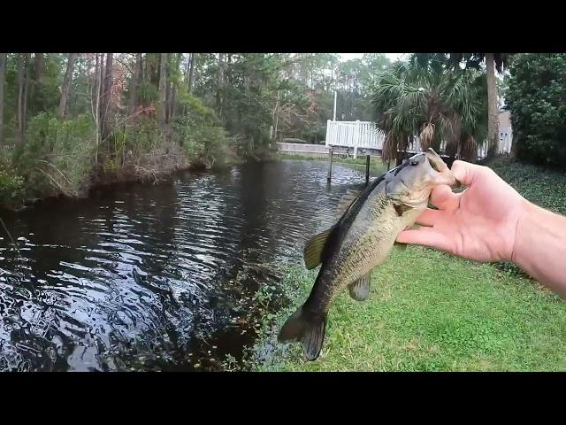 FLY FISHING for Florida BASS!