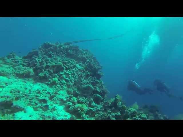 Caspian sea underwater dive