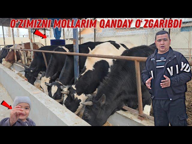  O'zimizni Mollarni Boqish Usuli Eng Arzon VA Samarali Usuli #abroruz