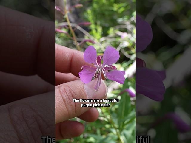 Have you ever seen this plant? #foraging