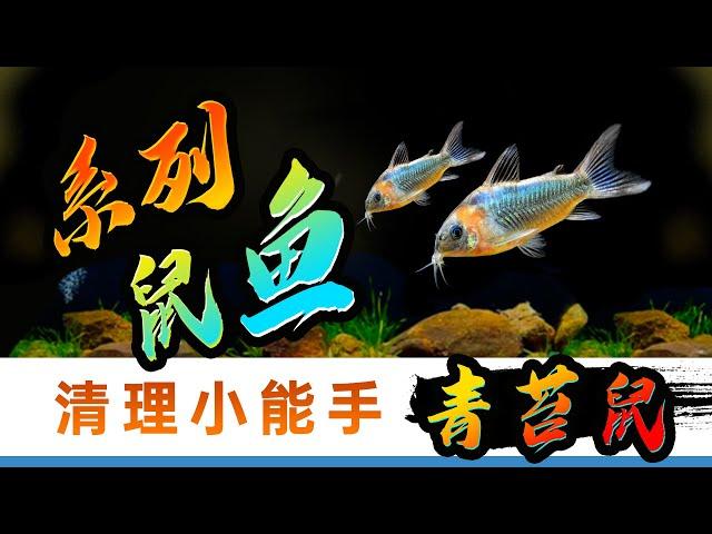 【鼠鱼系列】鼠鱼你不知道的 “秘密” 之青苔鼠，勤快能干，鱼缸清理小能手，青苔藻类工具鱼，物美价廉，强烈推荐