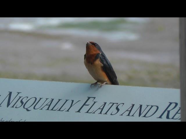 Barn Swallow singing at Nisqually National Wildlife Refuge