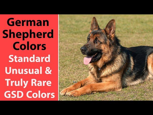 German Shepherd Colors: Standard, Unusual & Truly Rare GSD Colors