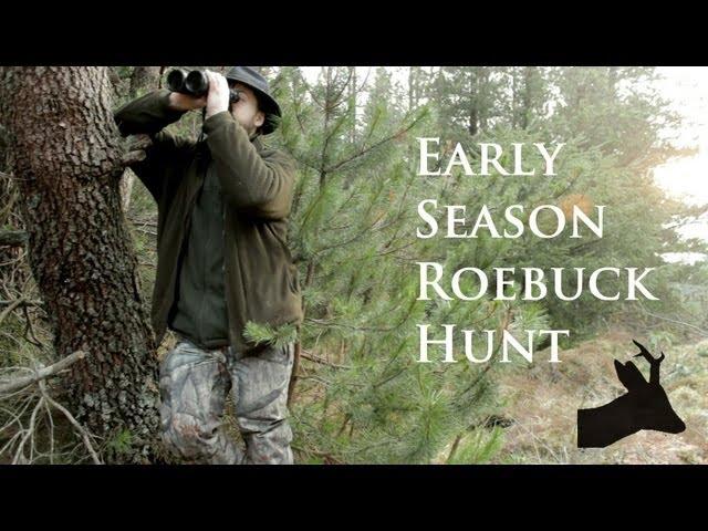 Early season roebuck. RoeStalker hunting roe deer in Scotland.