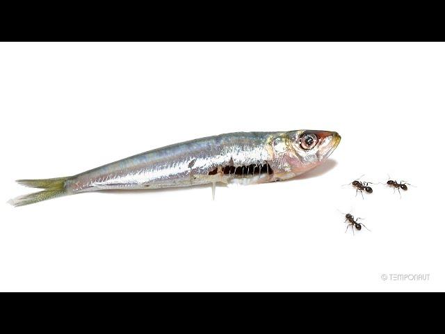 Ants vs Sardine Time-Lapse