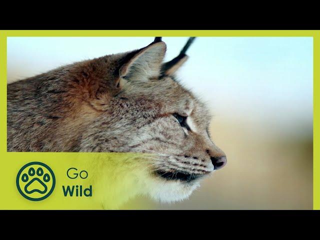 Caspian: The Hidden Cradle | Wildest Middle East 4/5 | Go Wild