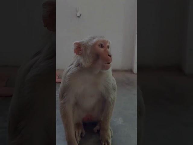 Funny monkey Video Sr Divya Comedy video Cartoon #shortvideo #comedy #cartoon#story  #ytshorts