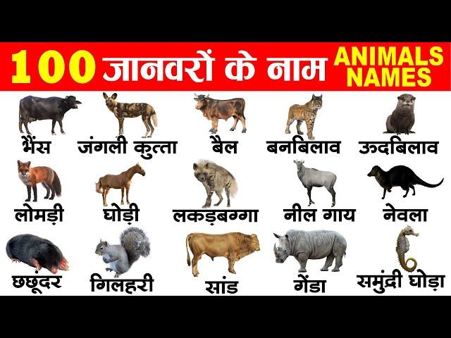 100 Animals name in hindi and english with pronunciation | 100 जानवरों के नाम हिंदी और इंग्लिश में