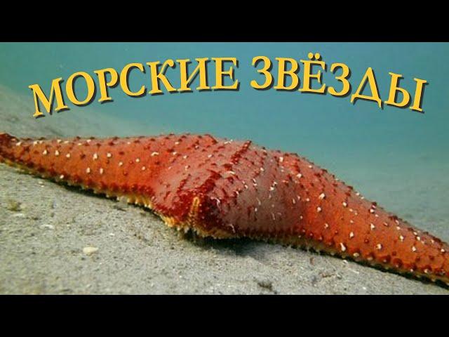 Starfish | Sea Stars | Sea of Stars | The Wonderful World of Invertebrates