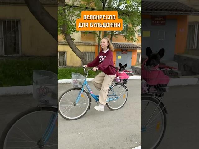 Как я придумала велокресло для своей бульдожки? #собака #юмор #бульдог