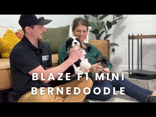 Blaze Our Available F1 Mini Bernedoodle Puppy at Mountain Dog Companion!