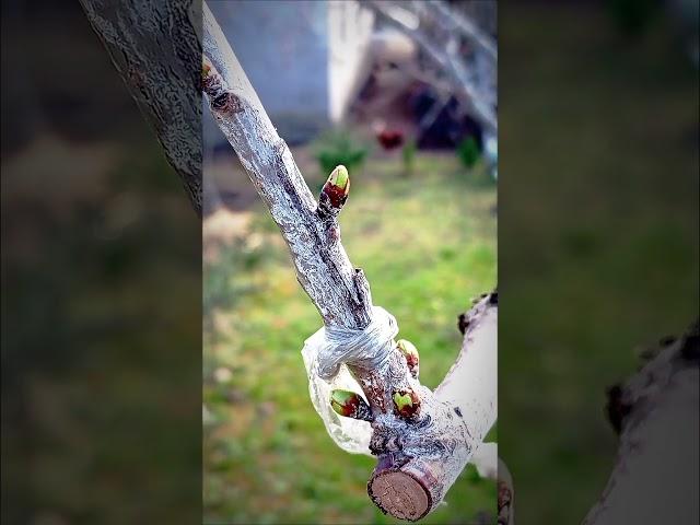 Окуліровка #садівництво #сад #дерево #щеплення #обрізка #gardening #grafting #tree #cherry #pruning