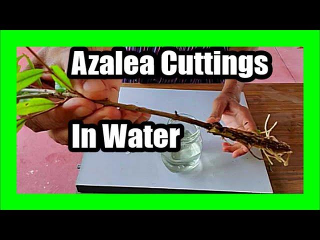 How to Propagate Azaleas From Cuttings in Water: Grow Azalea Cuttings In Water