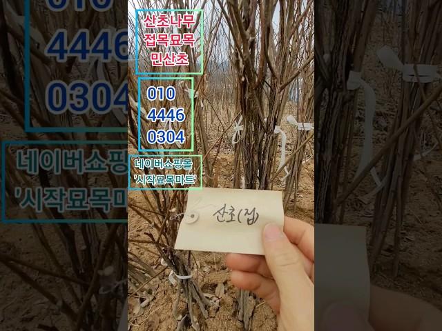 산초나무 접목묘목 1만원 #산초나무#산초묘목#접목묘목#