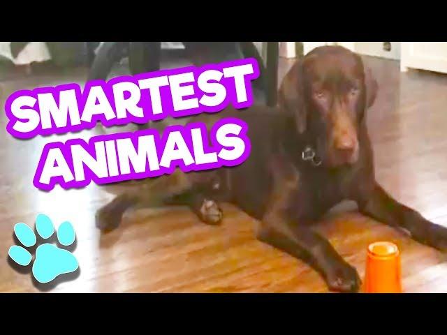 The Life of Pets - The Smartest Animals Compilation 2017 | #thatpetlife