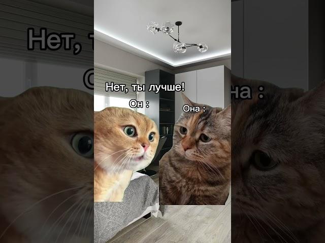 Смешные коты тренд мемы #приколы #котики #кот #котик #приколысживотными #смешныевидео #shortvideo