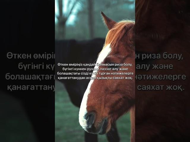 Қазақша Мотивация! Сенімсіздіктен арылыңыз! #shorts #қазақша #мотивация #дана #сенім #өмір #2022#рек