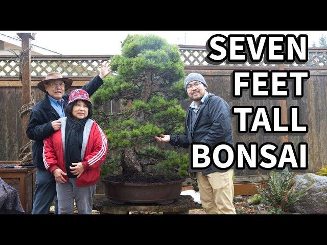 How to repot the BIGGEST bonsai we've EVER repotted! Full explanation!