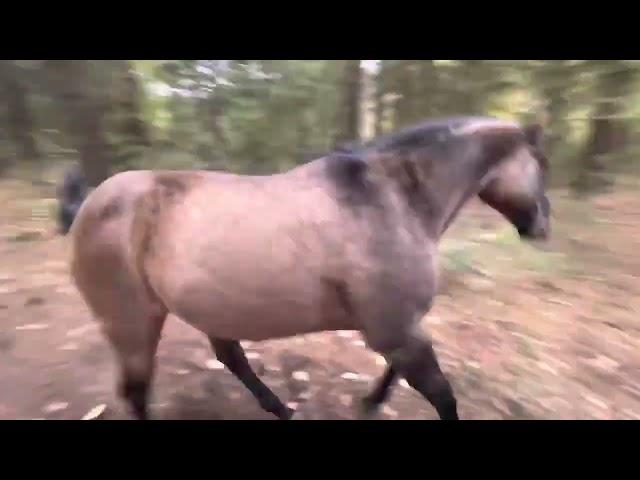 Horse kicks tree, farts on dogs then runs away.