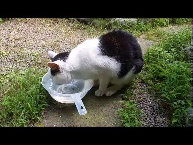 Nacchan, drink water in the garden and, go home／なっちゃん、庭で水飲むそして、家に帰る