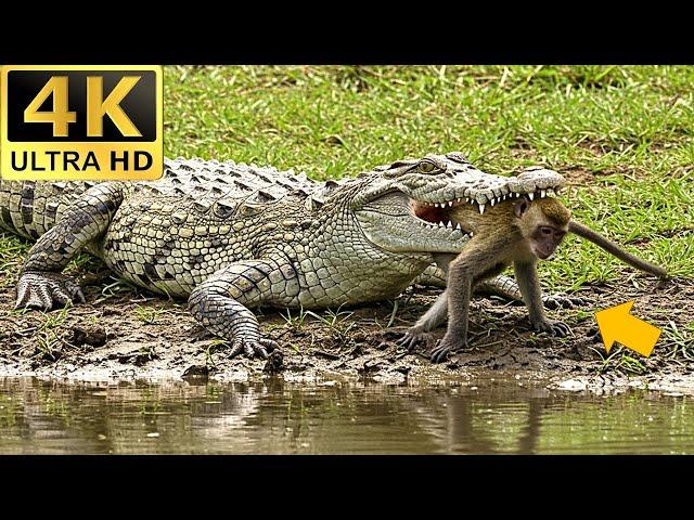 Crocodile VS Monkey - Intense Wildlife Moment Captured #junglewildlife #amazon #animals