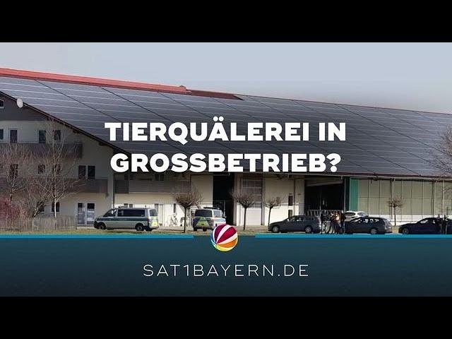 Verstöße gegen Tierschutzgesetz? Viehbetrieb in Bad Grönenbach durchsucht