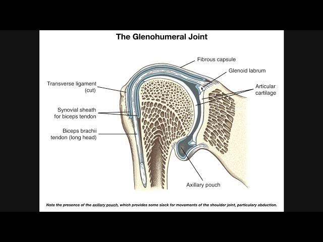 Anatomy and Functions of the Glenohumeral Joint [Part 1]