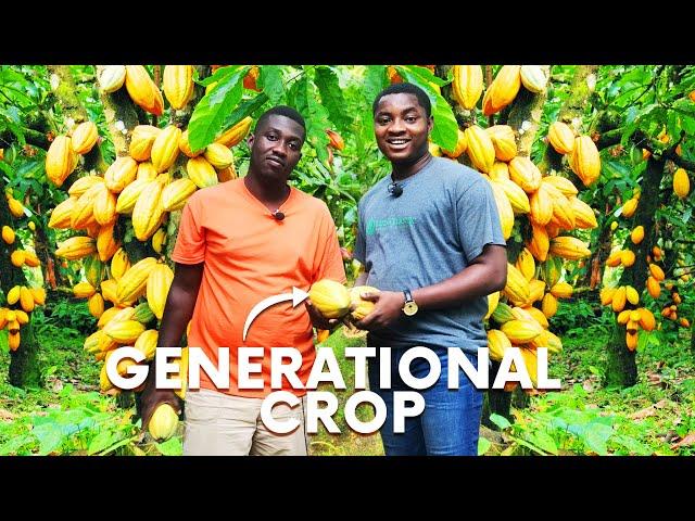 Why Cocoa Farming Is Profitable Despite it's Monoploistic Maket in Ghana. #cocoa #farming