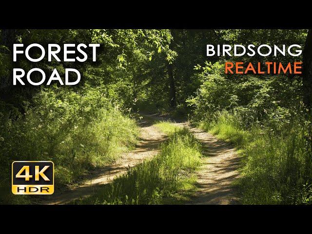 4K HDR Forest Road - 10h NO LOOP Birdsong - Birds Singing in Woods - REALTIME Relaxing Nature Sounds