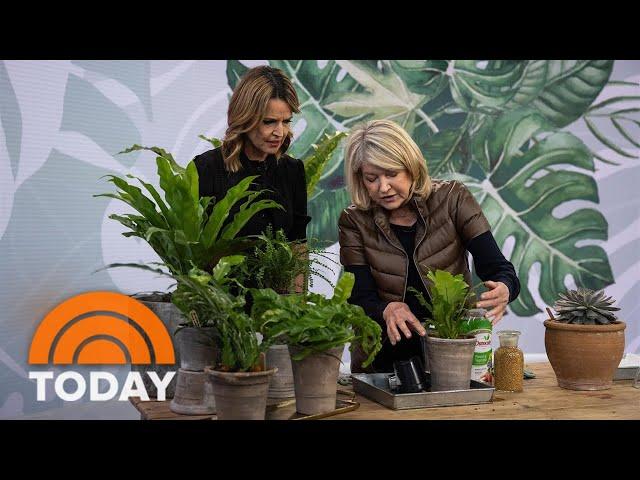 Martha Stewart shares tips for taking care of indoor plants