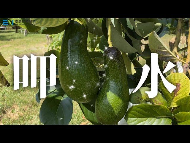 【恩農試驗農場】酪梨禮肥篇｜恩農農業