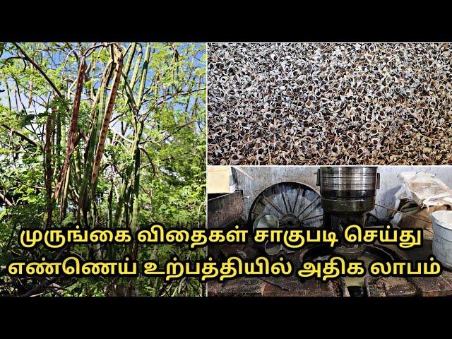 முருங்கை விதைகள் சாகுபடி செய்து எண்ணெய் உற்பத்தியில் அதிக லாபம் || moringa oil || uzhavan magan