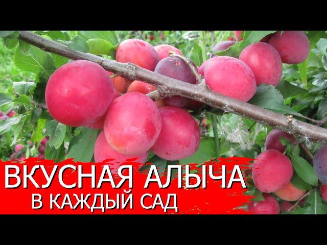 Вкусная алыча в каждый сад